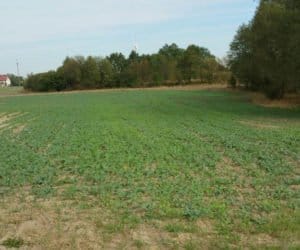 Wielkopolska: czekanie na deszcz