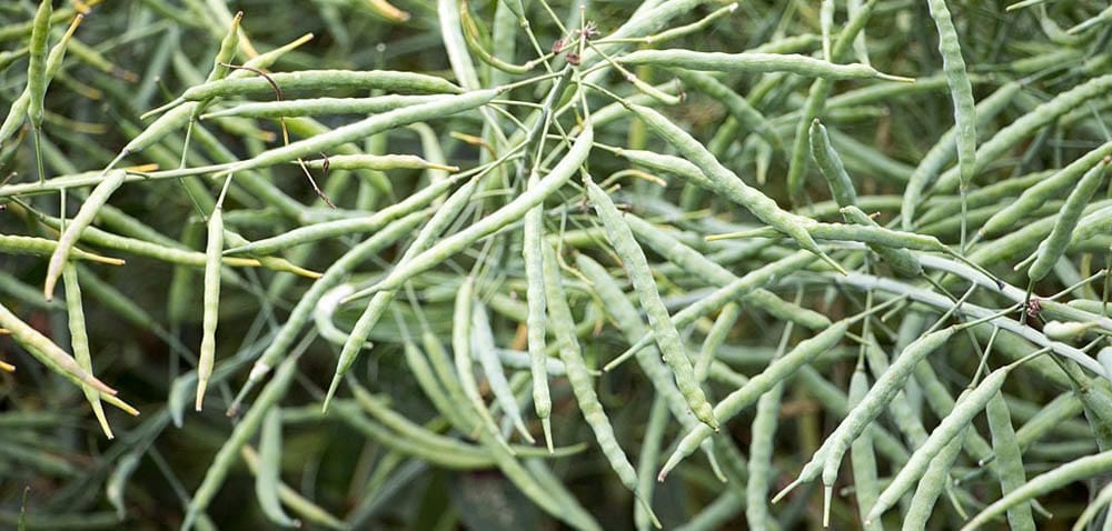 COBORU: który rzepak plonował najlepiej?