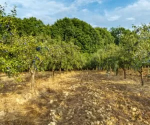 Jesienne nawożenie w&nbsp;sadach: o&nbsp;jakich składnikach pamiętać?