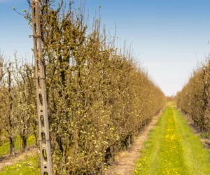 Przygotowanie drzew owocowych do zimy: przede wszystkim nawożenie!