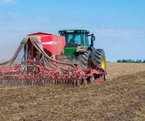 Pszenica ozima: im późniejszy siew, tym więcej ziarna