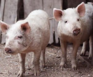 Hodowcy trzody na minusie