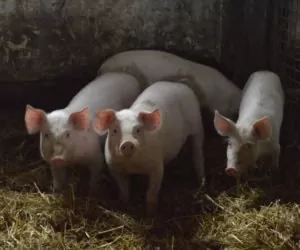 Afrykański pomór świń zbiera żniwo na Mazowszu