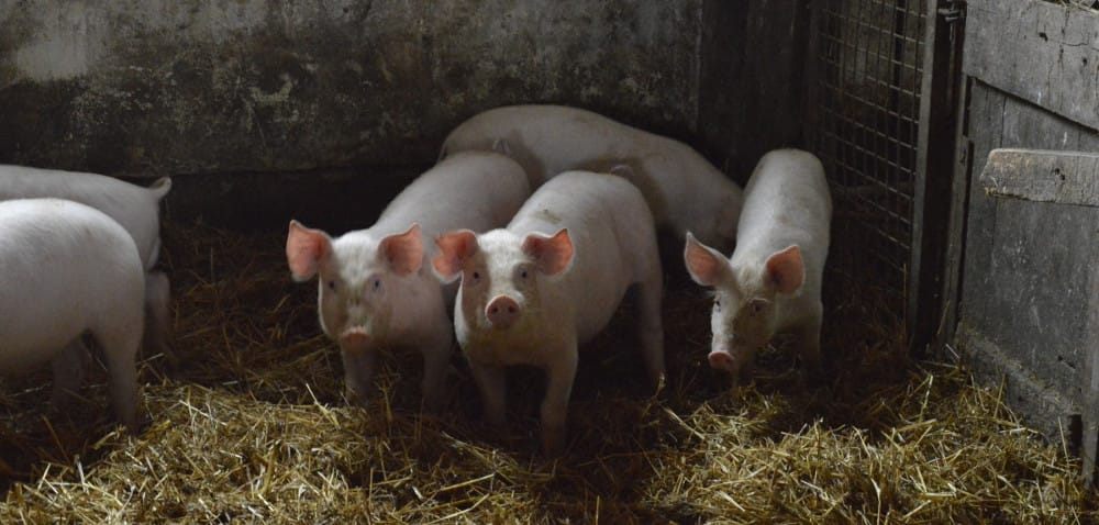 Afrykański pomór świń zbiera żniwo na Mazowszu