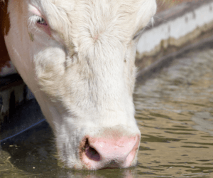 Ile wody pije krowa i&nbsp;w&nbsp;czym im ją podać?