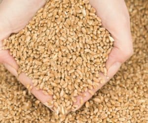 Małopolska po żniwach: co ze składowaniem ziarna?