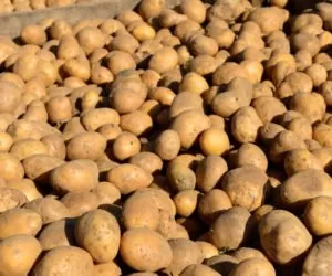 Rynek ziemniaków w&nbsp;Europie – czego się spodziewać?