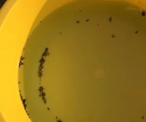 żółte naczynia