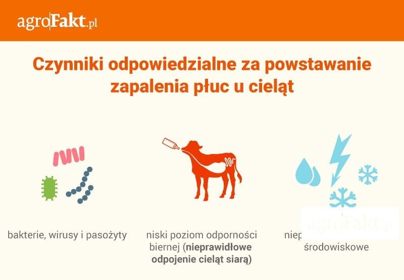 3-zapalenie-pluc