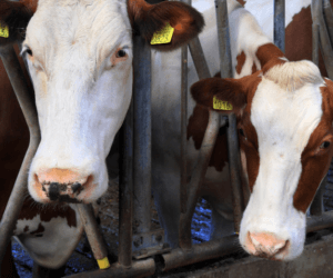 Wzdęcie żwacza – uwaga na żywienie krów jesienią!