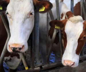 Wzdęcie żwacza – uwaga na żywienie krów jesienią!