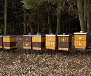 Pasieka w&nbsp;październiku – przygotowanie do zimy