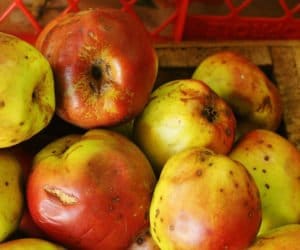 Susza w&nbsp;sadach to gorący problem