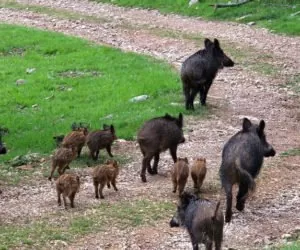 Dziki z&nbsp;ASF wędrują w&nbsp;głąb kraju