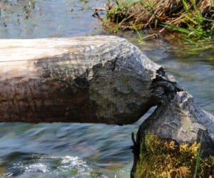 Czy bobry staną się zwierzętami łownymi?