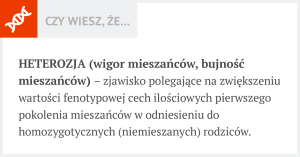 krzyżowanie świń