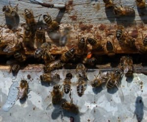 Zgnilec amerykański – kolejne ogniska choroby