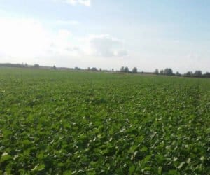 Odchwaszczanie rzepaku – im szybciej, tym lepiej