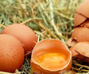 Salmonella w&nbsp;polskich jajach w&nbsp;Europie. Czy krajowy konsument jest bezpieczny?