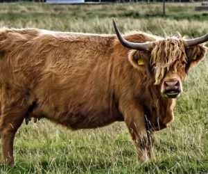 mocznik