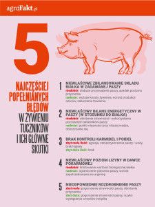 błędy w żywieniu tuczników