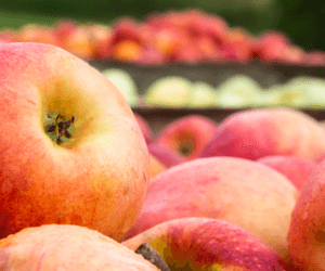 Drastyczny scenariusz dla producentów jabłek
