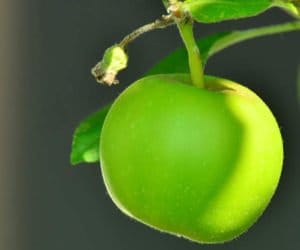 Nadal trwają zbiory jabłek