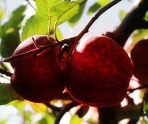 Kto zrywa jabłka? Najczęściej emeryci albo…