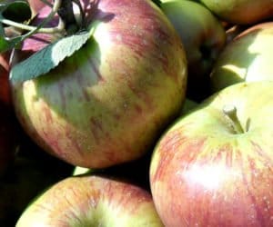 Polsko-polska konkurencja sadownicza?