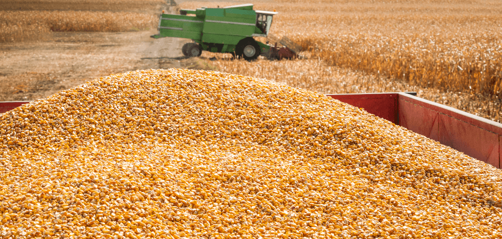 Skup kukurydzy: bardziej sucha, lepsze ceny