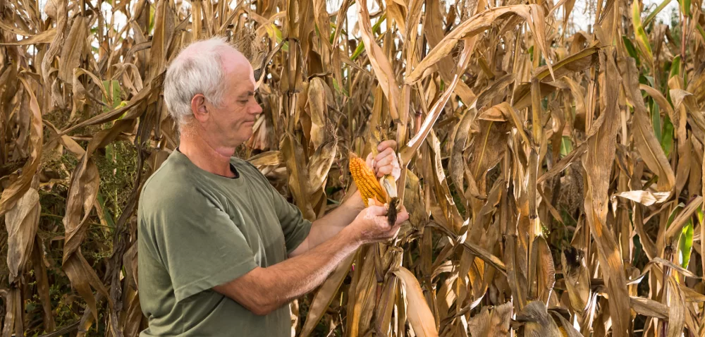 Kujawy: spore łany kukurydzy nadal stoją na polach