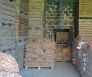 Sucha zgnilizna bulw ziemniaka