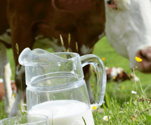 OSM Piątnica wprowadziła produkty bez GMO