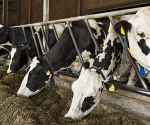 Modernizacja gospodarstw rolnych w&nbsp;obszarach a, b, c