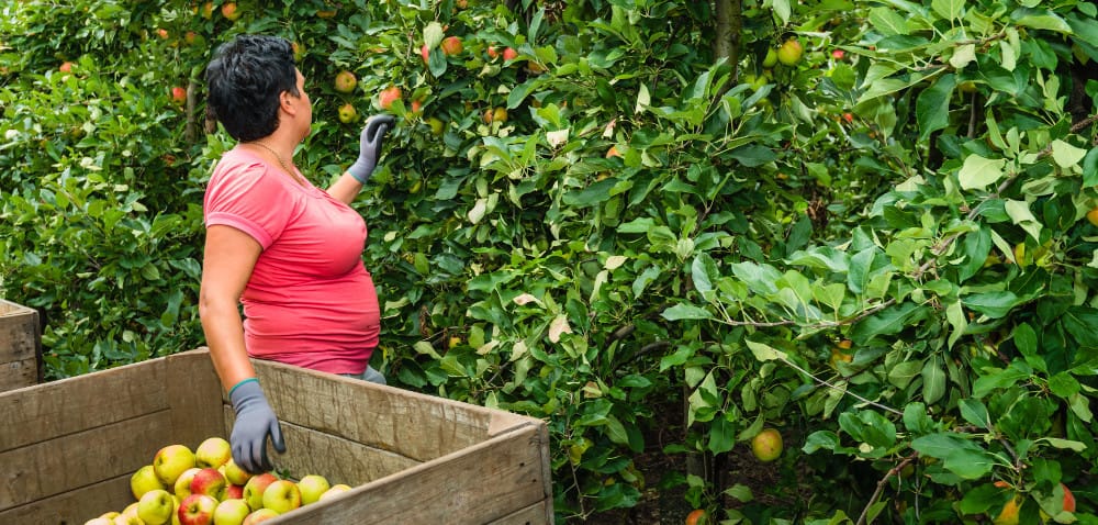 Rynek jabłek: są odmiany bardziej opłacalne!