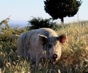 Ubój tuczników na własne potrzeby tylko w&nbsp;rzeźni?