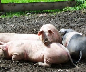Protest rolników na Podlasiu ws. ASF