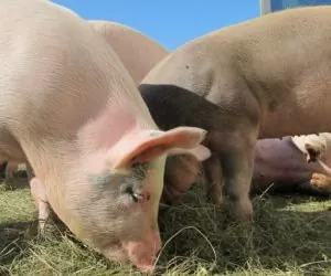 Refundacja połowy kosztów mat dezynfekcyjnych