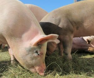 Ceny żywca wieprzowego: lepiej czy gorzej?