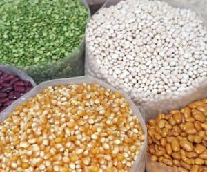 GUS będzie pytać o&nbsp;plony. Dlaczego?