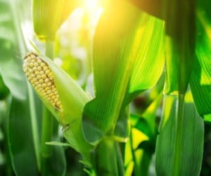 Kukurydza na Polach Klasy S