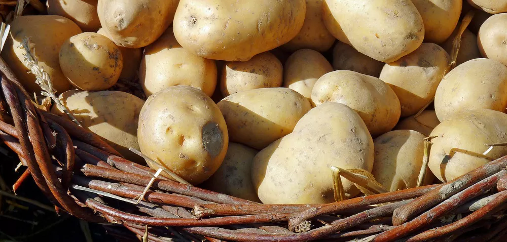 Uprawa ziemniaków – zapowiadają się wysokie plony