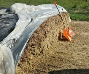 Jak pobierać kiszonkę z pryzmy kukurydzy?