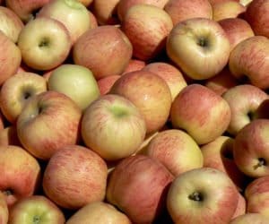 Produkujemy coraz więcej jabłek… przemysłowych