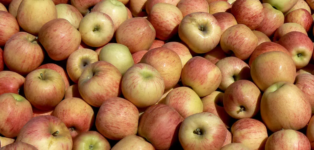 Produkujemy coraz więcej jabłek… przemysłowych