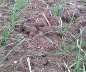 Zboża: rolnicy zauważają objawy mączniaka prawdziwego!
