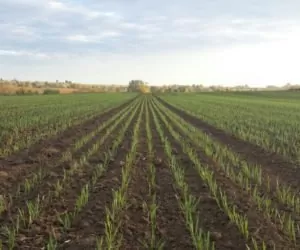 mszyce