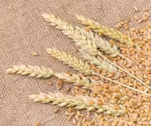 Czy ceny zbóż wzrosną w&nbsp;kolejnych miesiącach 2022 roku jeszcze bardziej?