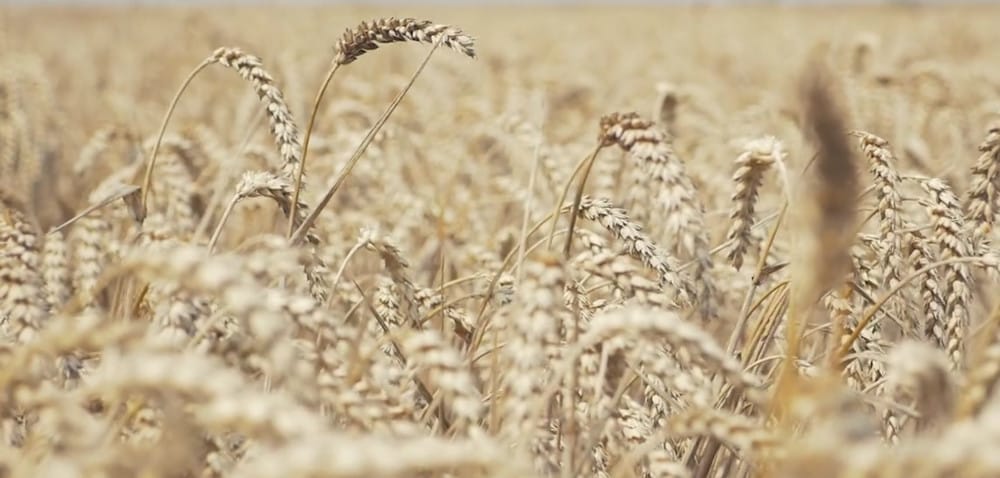 Zabiegi przed i po zbiorze pszenicy