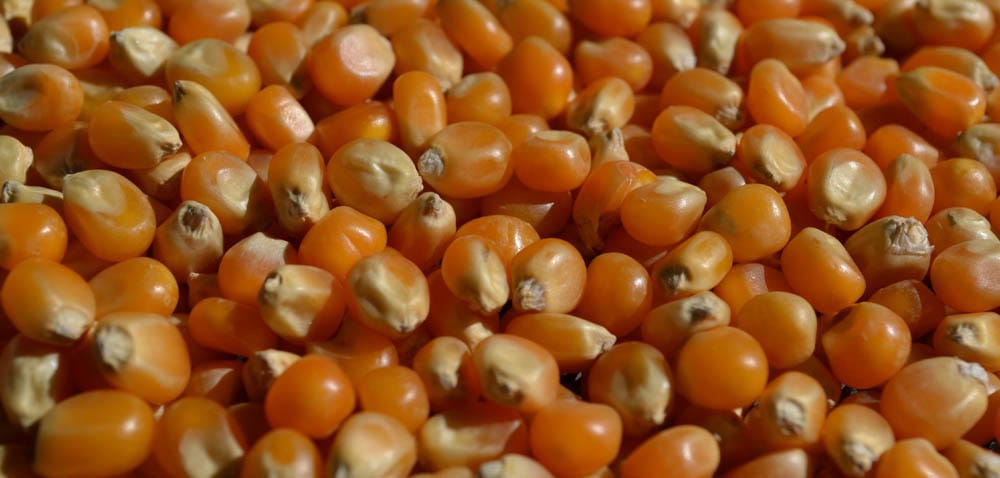 kukurydza
